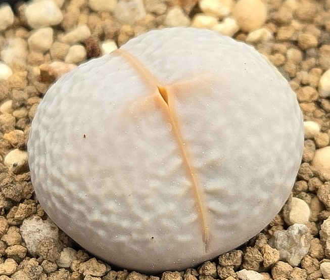 Dinteranthus poel-evansii 10 Pieces Seeds