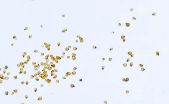 Dinteranthus poel-evansii 10 Pieces Seeds