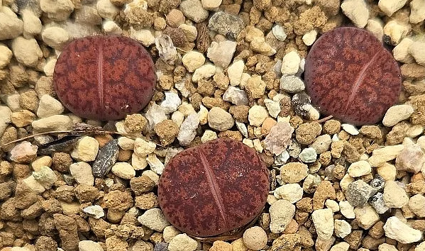Lithops Boysenberry 10 Pieces Seeds