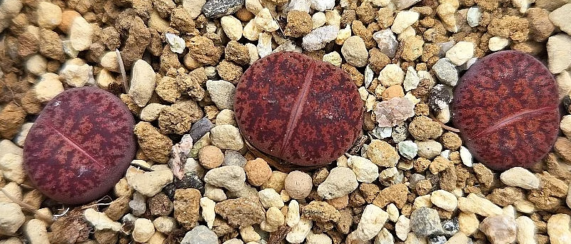 Lithops Boysenberry 10 Pieces Seeds