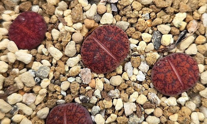 Lithops Boysenberry 10 Pieces Seeds