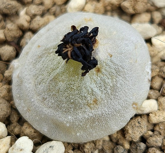 Conophytum hammeri 10 Pieces Seeds