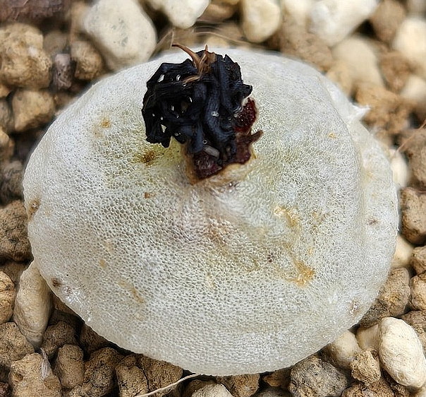 Conophytum hammeri 10 Pieces Seeds