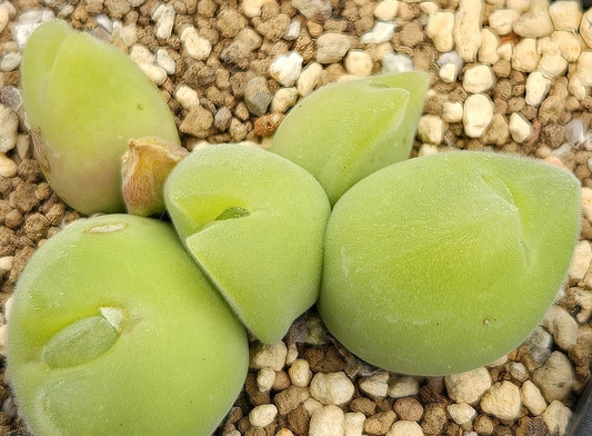 Gibbaeum pilosulum 10 Pieces Seeds