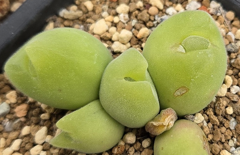 Gibbaeum pilosulum 10 Pieces Seeds