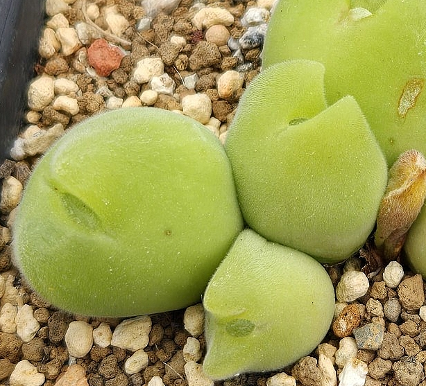 Gibbaeum pilosulum 10 Pieces Seeds