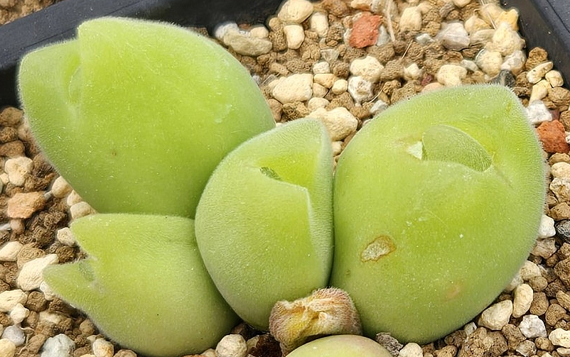 Gibbaeum pilosulum 10 Pieces Seeds