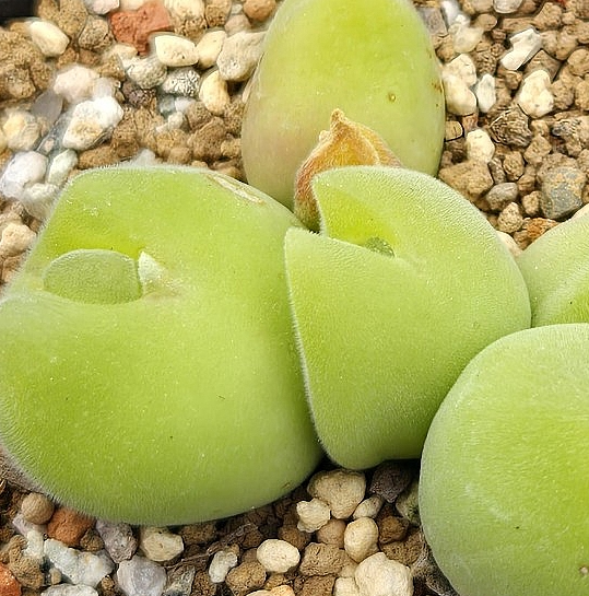 Gibbaeum pilosulum 10 Pieces Seeds