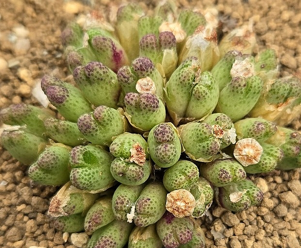 Conophytum marginatum v. karamoepense 10 Pieces Seeds