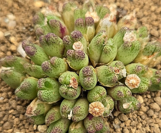 Conophytum marginatum v. karamoepense 10 Pieces Seeds