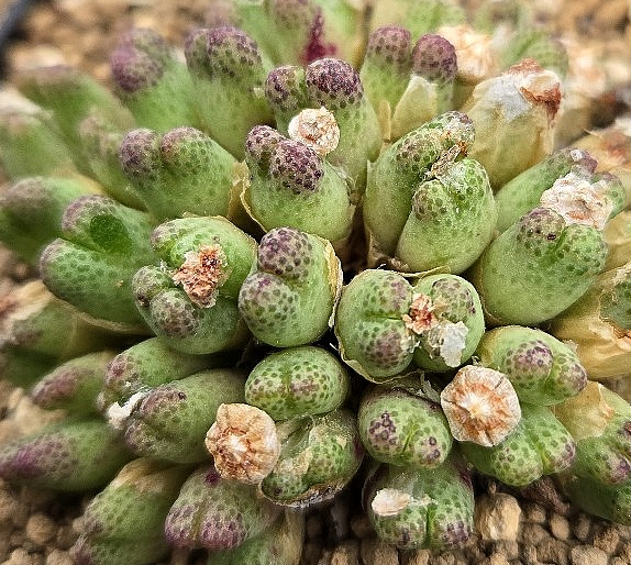 Conophytum marginatum v. karamoepense 10 Pieces Seeds