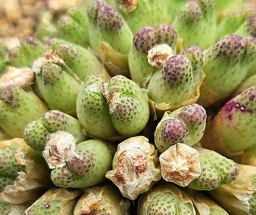 Conophytum marginatum v. karamoepense 10 Pieces Seeds