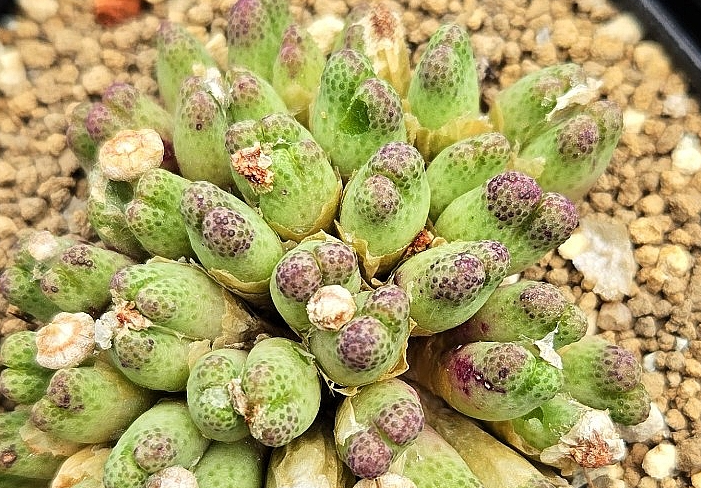 Conophytum marginatum v. karamoepense 10 Pieces Seeds