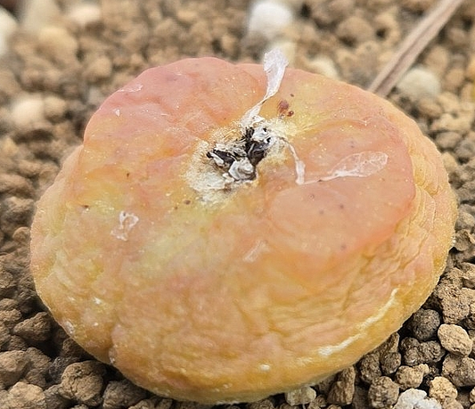 Conophytum latum 10 Pieces Seeds