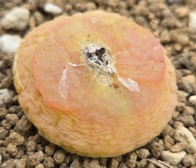 Conophytum latum 10 Pieces Seeds