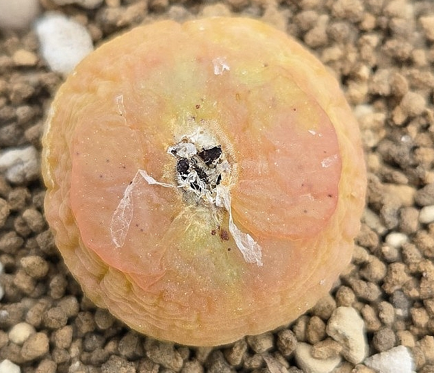 Conophytum latum 10 Pieces Seeds