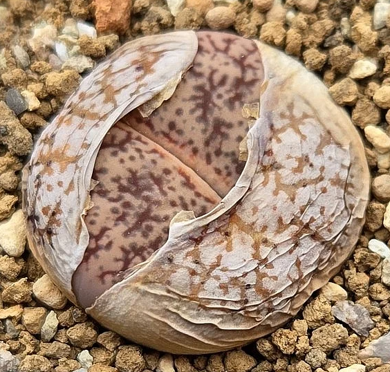 Lithops pseudotruncatella subsp. volkii 10 Pieces Seeds
