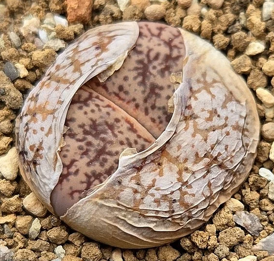 Lithops pseudotruncatella subsp. volkii 10 Pieces Seeds