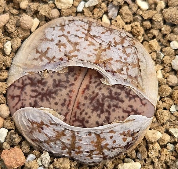 Lithops pseudotruncatella subsp. volkii 10 Pieces Seeds