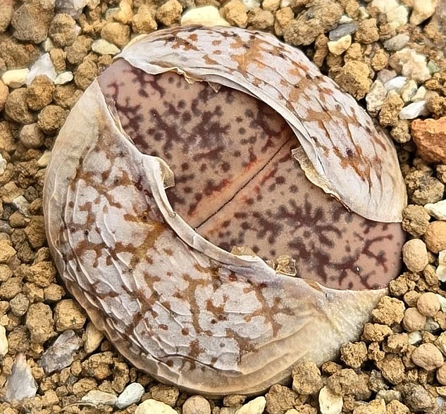Lithops pseudotruncatella subsp. volkii 10 Pieces Seeds