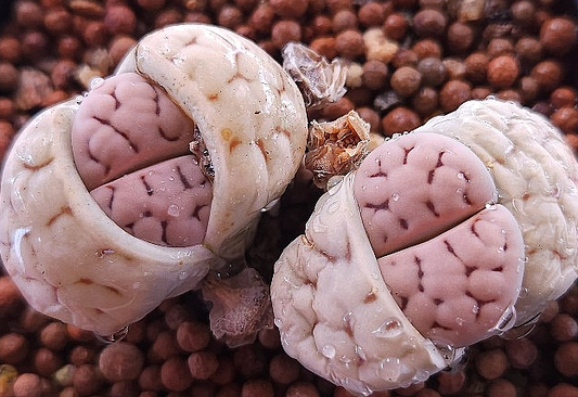 Lithops gracilidelineata ssp. brandbergensis 10 Pieces Seeds
