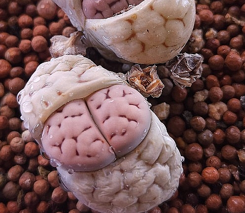 Lithops gracilidelineata ssp. brandbergensis 10 Pieces Seeds
