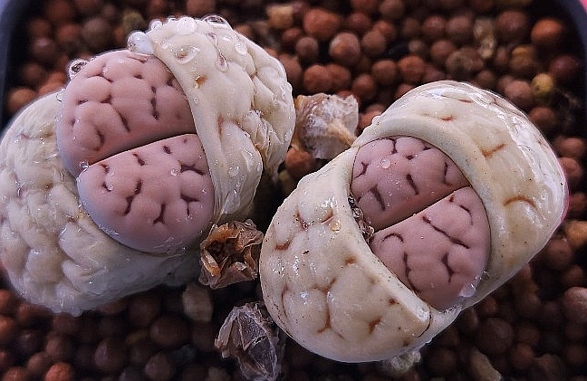 Lithops gracilidelineata ssp. brandbergensis 10 Pieces Seeds