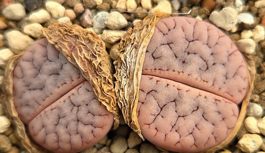 Lithops gracilidelineata cafe au Lait 10 Pieces Seeds