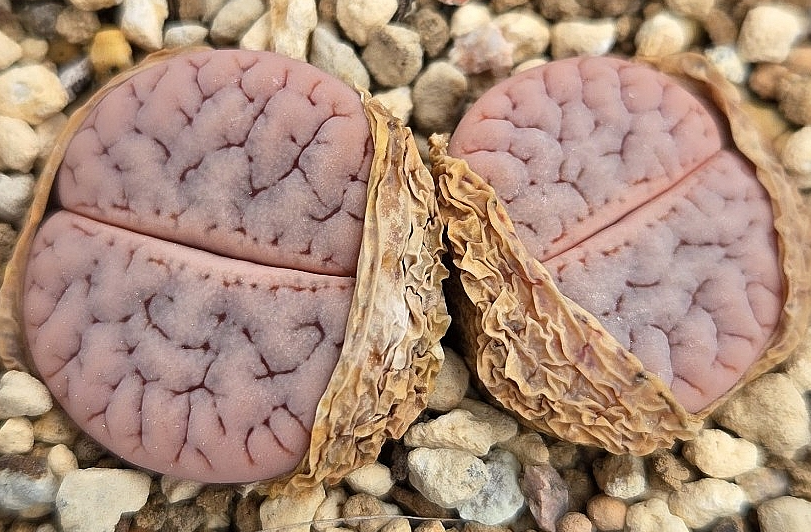 Lithops gracilidelineata cafe au Lait 10 Pieces Seeds