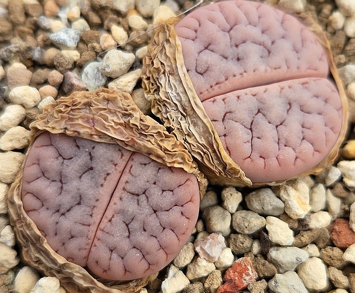 Lithops gracilidelineata cafe au Lait 10 Pieces Seeds