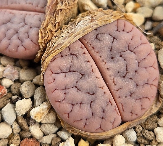Lithops gracilidelineata cafe au Lait 10 Pieces Seeds