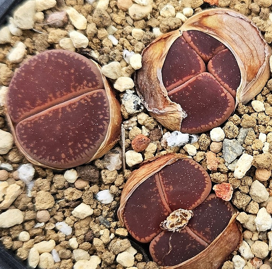 Litops aucaampiae Chocolate tuddles 10 Pieces Seeds