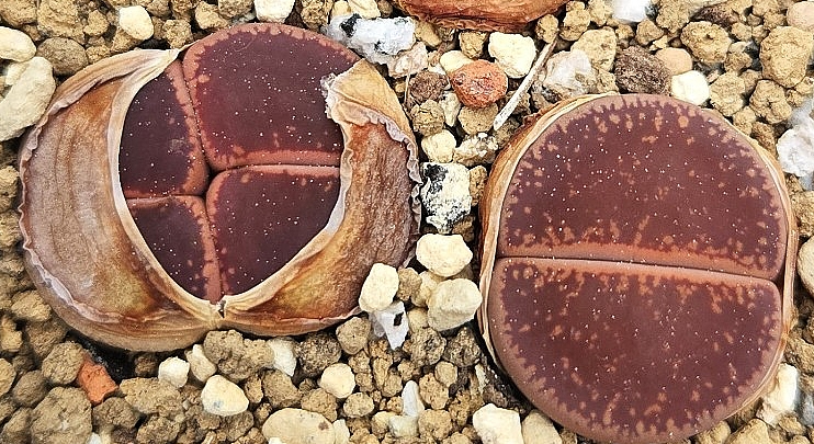 Litops aucaampiae Chocolate tuddles 10 Pieces Seeds