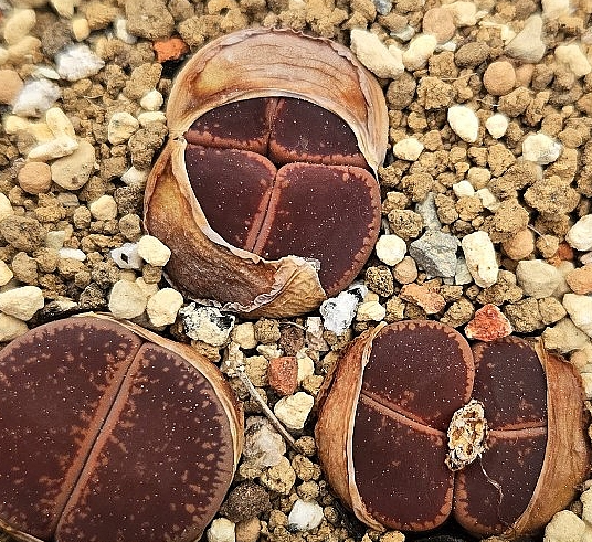 Litops aucaampiae Chocolate tuddles 10 Pieces Seeds