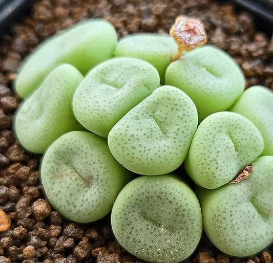 Conophytum wettsteinii 10 Pieces Seeds