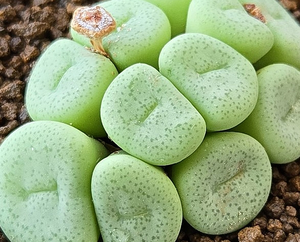 Conophytum wettsteinii 10 Pieces Seeds