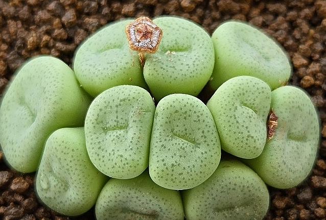 Conophytum wettsteinii 10 Pieces Seeds