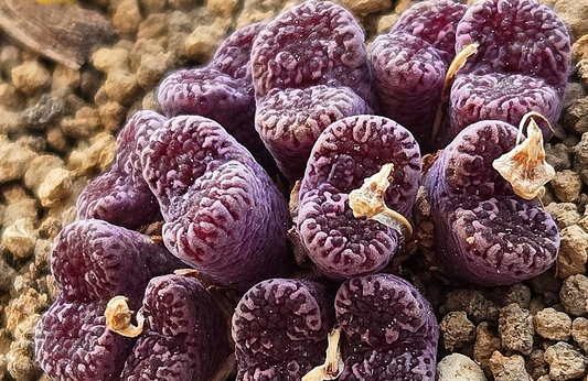 Conophytum pellucidum Makins plum 10 Pieces Seeds