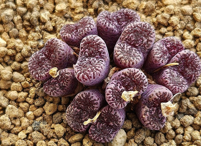 Conophytum pellucidum Makins plum 10 Pieces Seeds