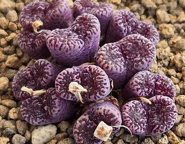 Conophytum pellucidum Makins plum 10 Pieces Seeds
