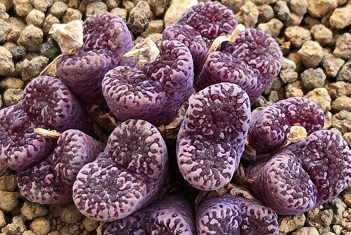 Conophytum pellucidum Makins plum 10 Pieces Seeds