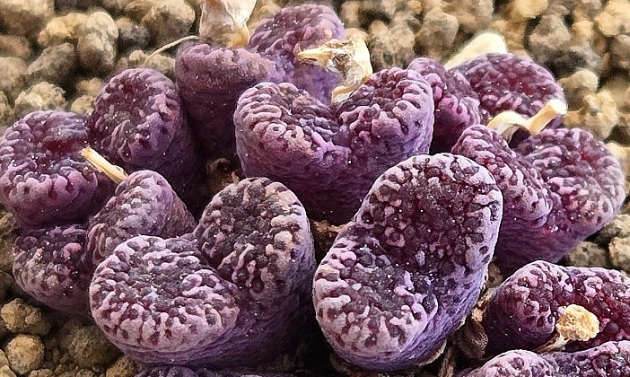 Conophytum pellucidum Makins plum 10 Pieces Seeds