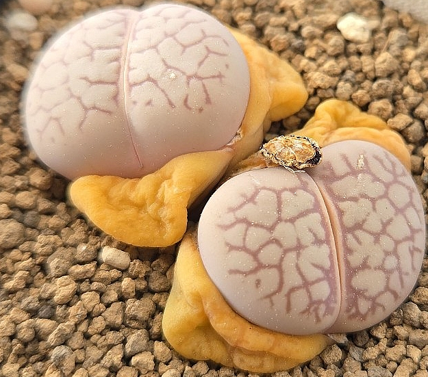 Conophytum calculus vanzylii 10 Pieces Seeds