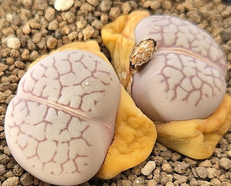 Conophytum calculus vanzylii 10 Pieces Seeds
