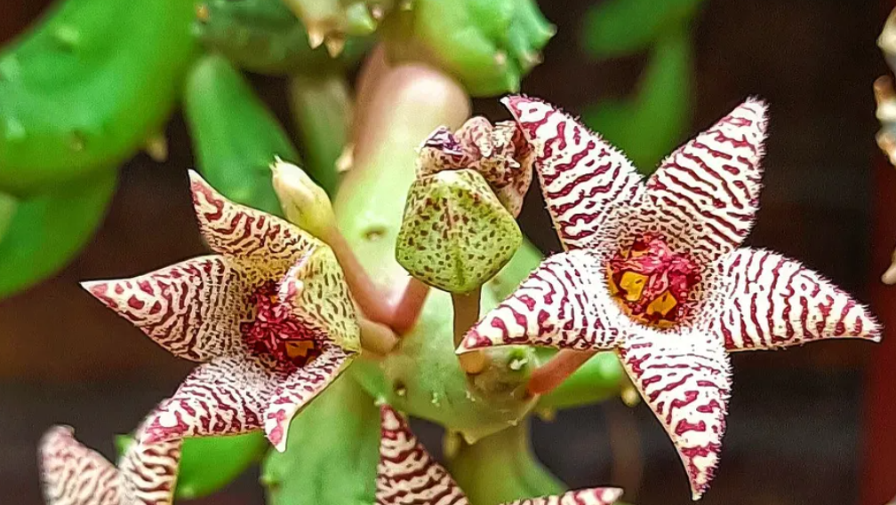 Piaranthus geminatus 5 Pieces Seeds