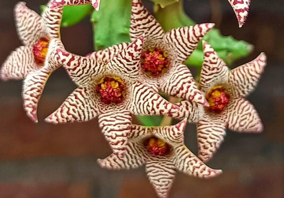 Piaranthus geminatus 5 Pieces Seeds