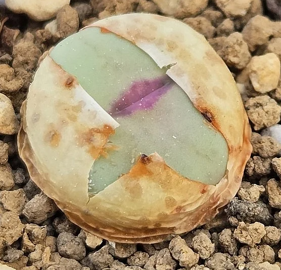 Conophytum stevens-jonesianum 10 Pieces Seeds