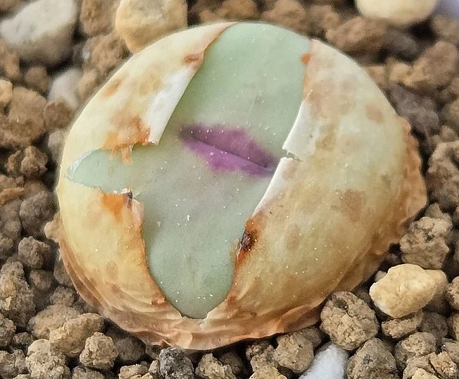 Conophytum stevens-jonesianum 10 Pieces Seeds