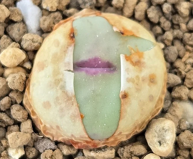 Conophytum stevens-jonesianum 10 Pieces Seeds