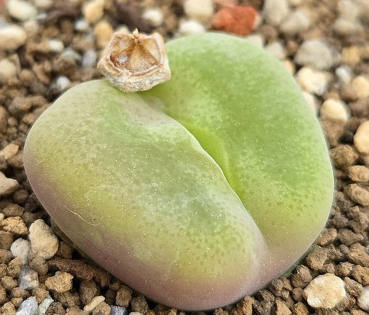 Conophytum subfenestratum 10 Pieces Seeds